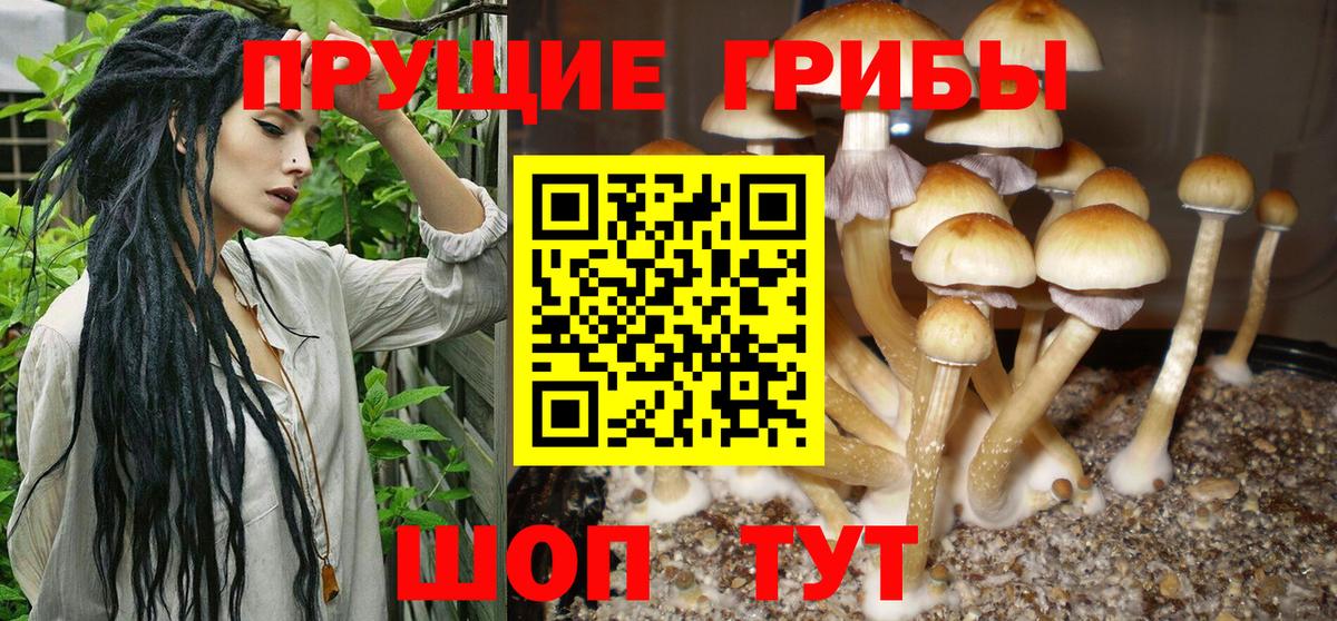Галлюциногенные грибы GOLDEN TEACHER  Псилоцибиновые грибы GOLDEN TEACHER  Вход с VPN  Буйнакск 